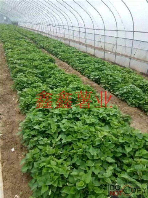 信陽種苗批發